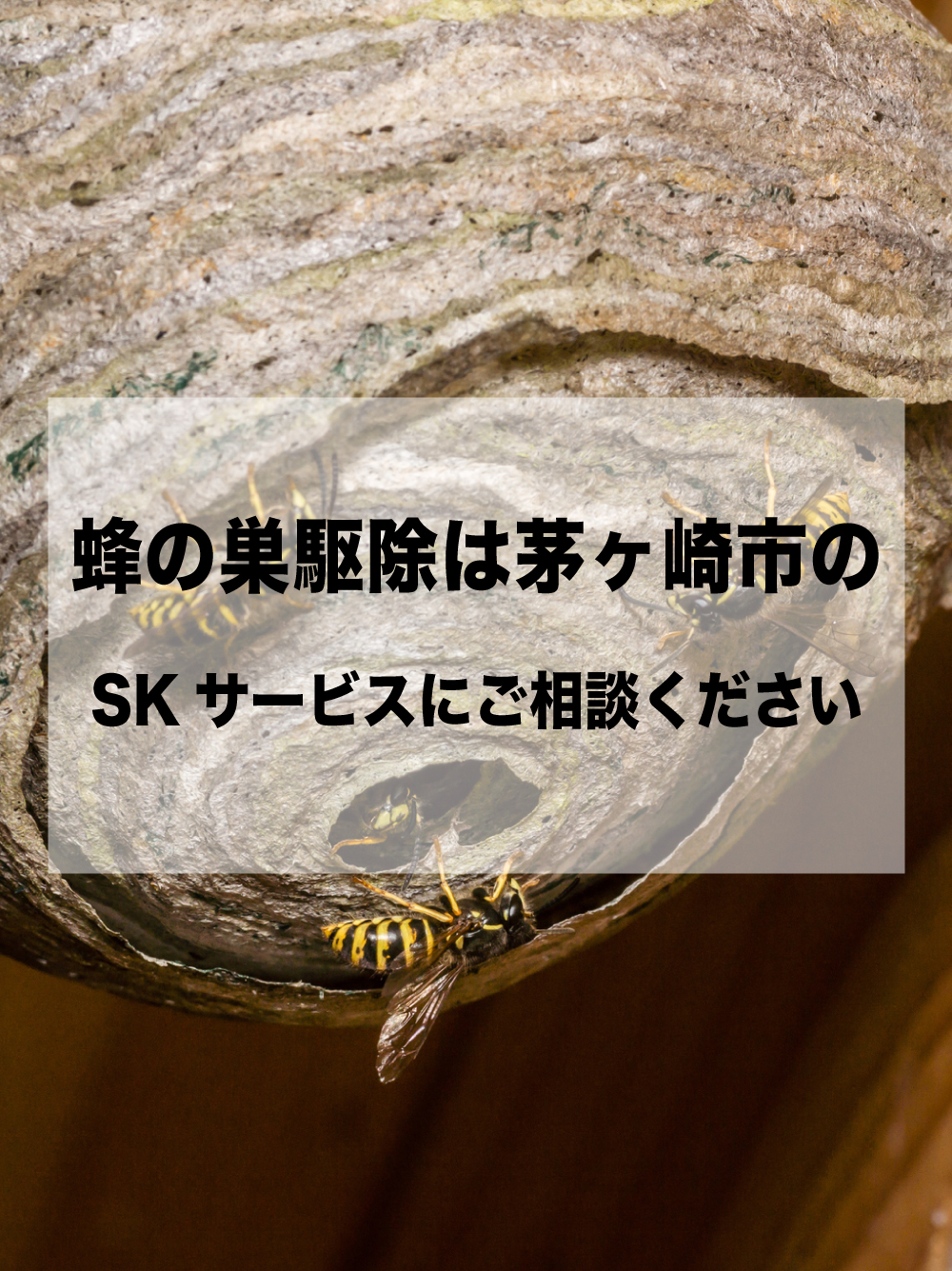 蜂の巣駆除は茅ヶ崎のSKサービスにお任せください